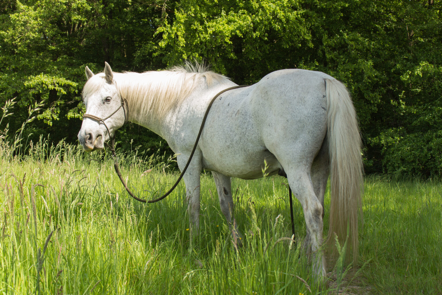 Naturopathie équine — Libre Harmonie